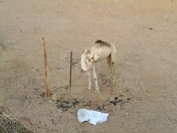 Click for bigger picture