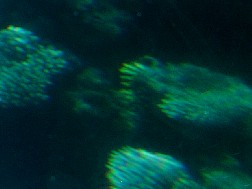 Click for bigger picture