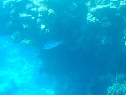 Click for bigger picture